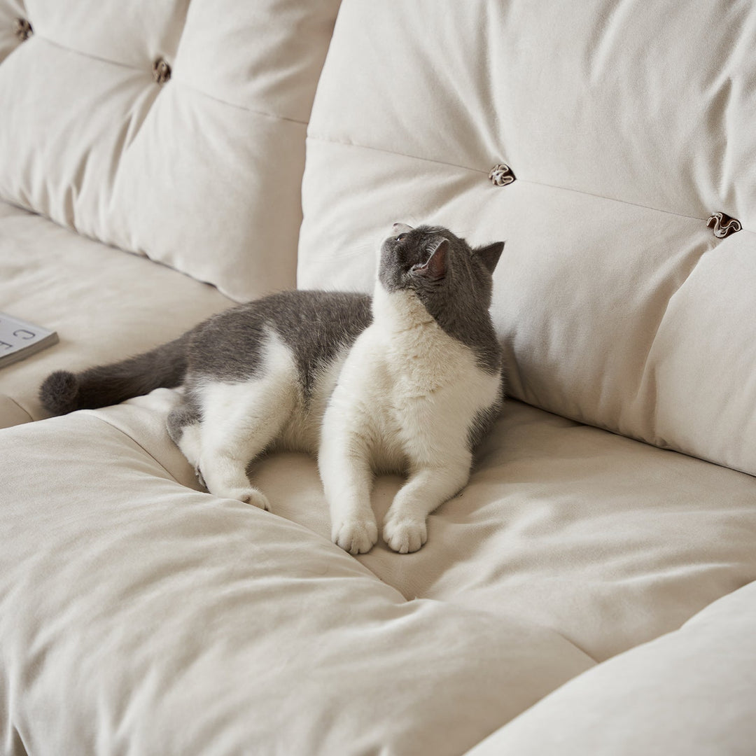 Pet-friendly fabric sofa with a cat lounging comfortably, designed for modern US homes, apartments, and family living rooms.